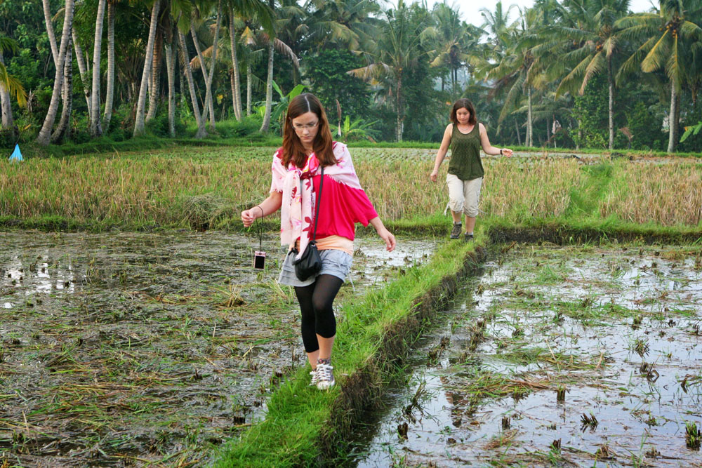 Touristen wandern auf Bali über ein Reisfeld