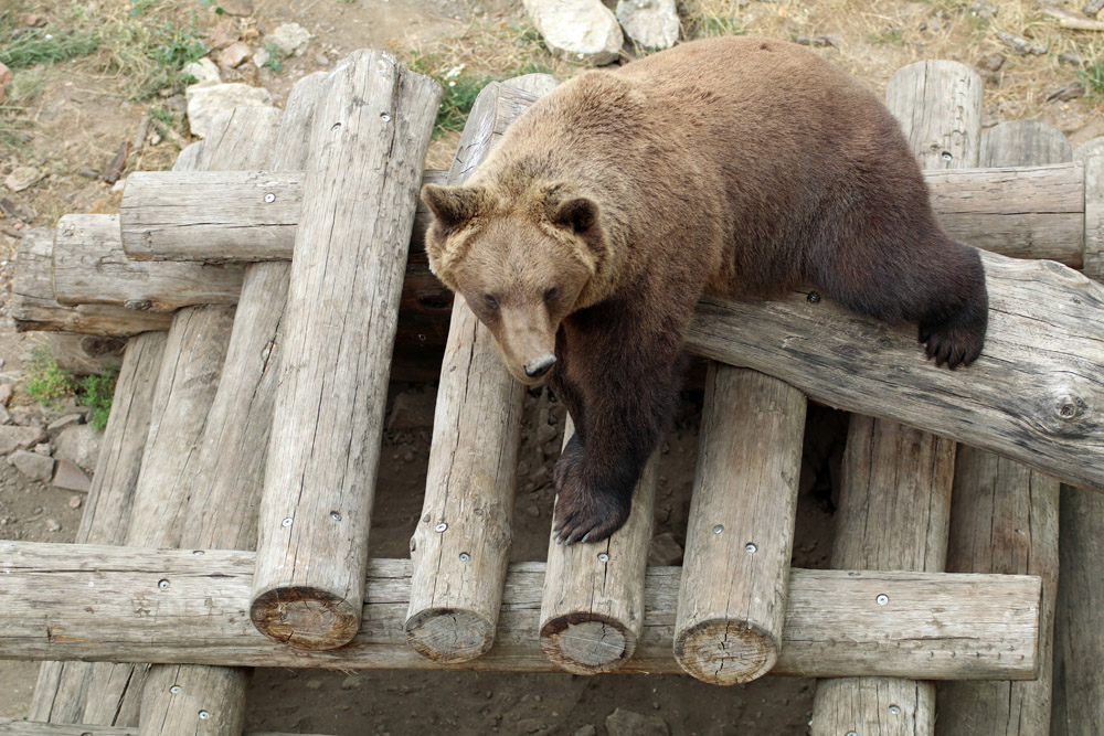 Einer von aktuell drei Bären in Torgau